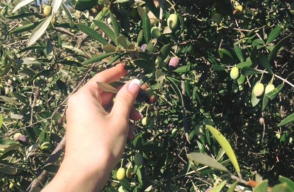 Jasaičių gyvnemo Sicilijoje akimirka