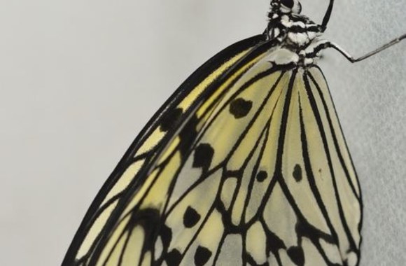 VDU Kauno botanikos sodo drugiai