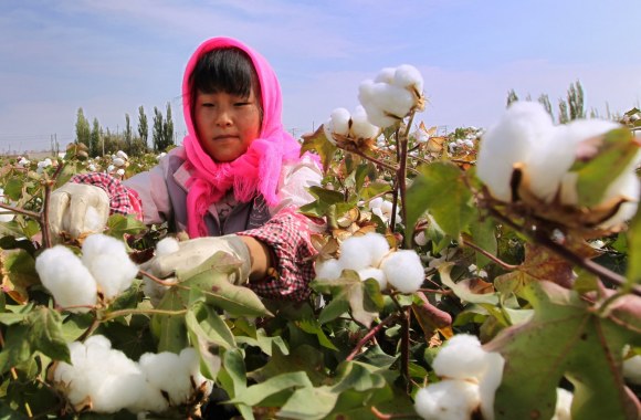 Pasaulyje nuimamas medvilnės derlius 