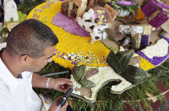 Ruošiantis gėlių paradui Medeljine (Kolumbija)