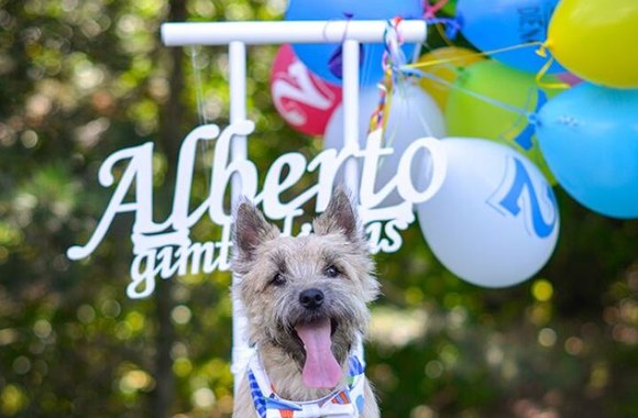 Šuniuko Alberto gimtadienio šventė