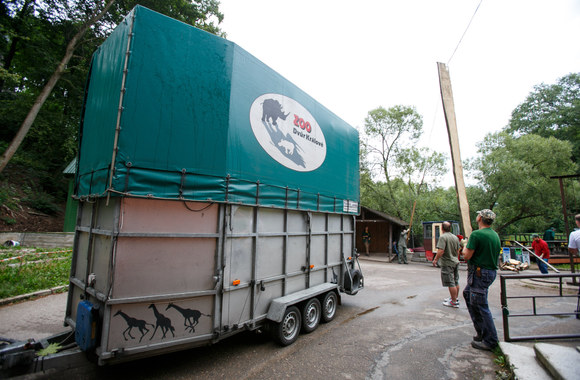 Į zoologijos sodą atgabenta žirafa