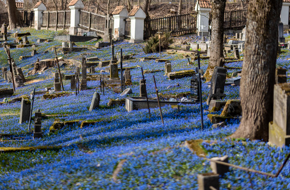 Bernardinų kapinės vėl nusidažė mėlynai – pražydo sibirinės scylės / Luko Balandžio nuotr.