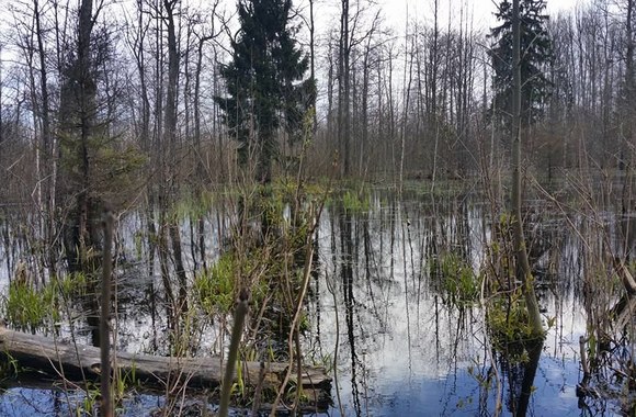 Rūta Mikelkevičiūtė savaitgalį praleido miške