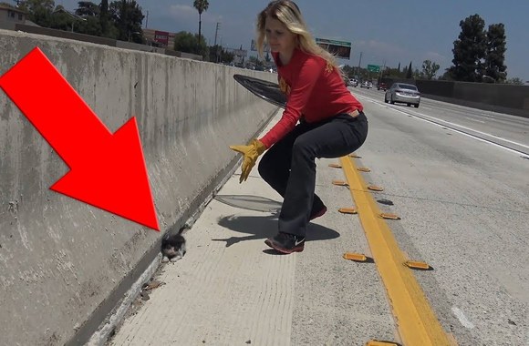 why-why-would-anyone-throw-a-kitten-on-the-freeway-please-share