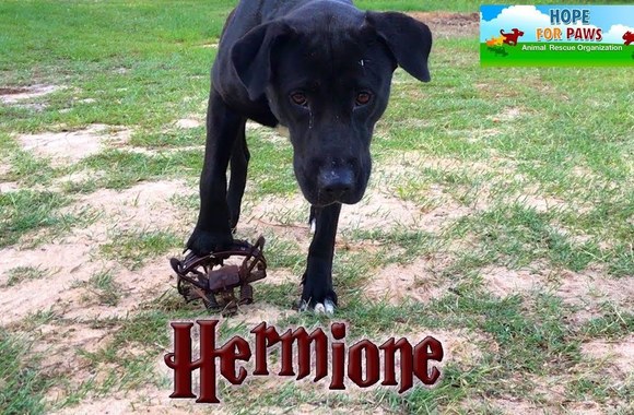 hermione-stepped-on-a-cruel-coyote-trap-and-suffered-for-days-until-a-miracle-happened