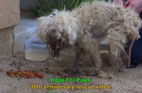 burned-with-acid-this-poodle-makes-an-incredible-transformation-that-will-inspire-you