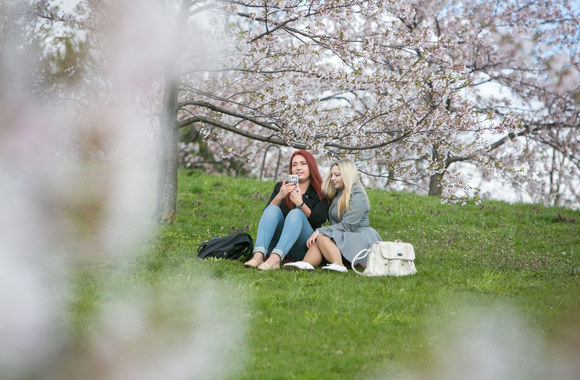 Prie Nacionalinės dailės galerijos pradėjo žydėti sakuros