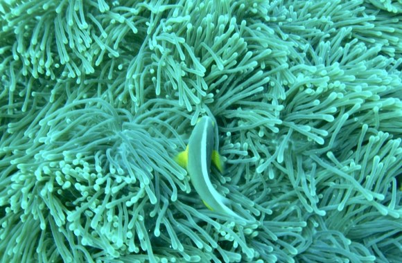 Indijos vandenyno ekosistema