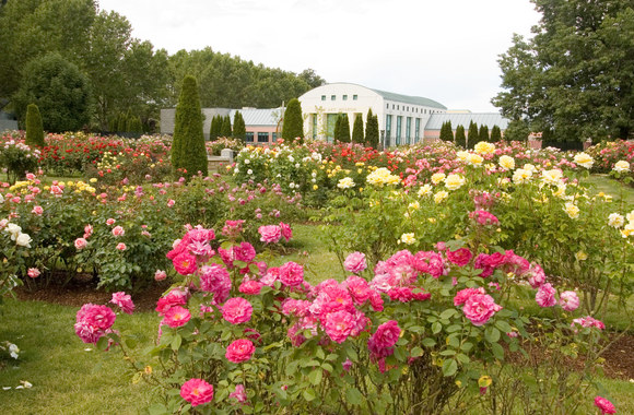 Saulėti rožių sodai