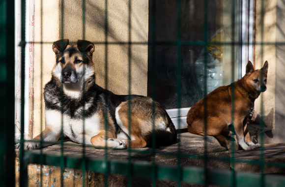 Fotografė Greta Skaraitienė lankosi gyvūnų prieglaudoje/Gretos Skaraitienės/„ŽMONĖS Foto“ nuotr.