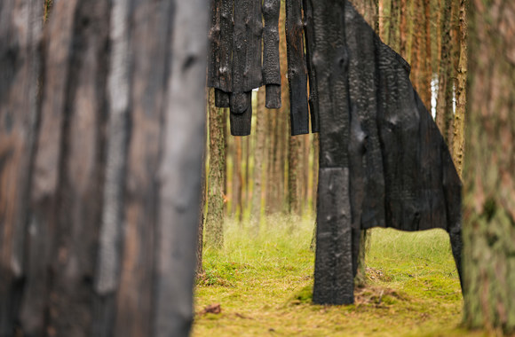 Instaliacijos „Angllies miškas“ pristatymo akimirka / Gabrieliaus Jauniškio ir Joanos Suslavičiūtės nuotr.
