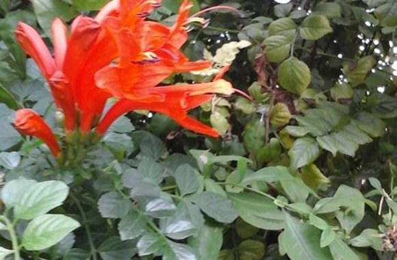 Eglijos Vaitkevičės viešnagės Prancūzijoje akimirka