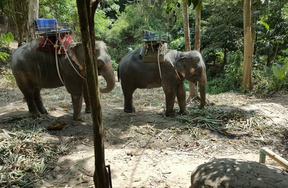 Liudmilos Sevbo ir Rolando Šulskio medaus mėnesio Tailande akimirka