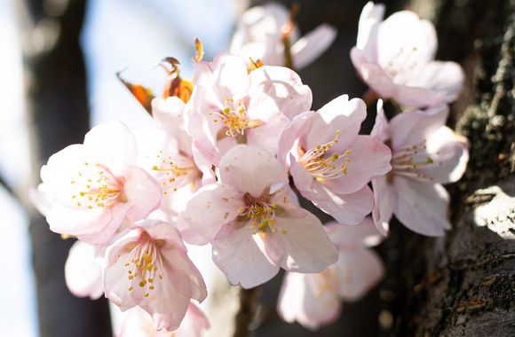 Vilniuje pražydo sakuros / Gretos Skaraitienės / „Fotobankas“ nuotr.
