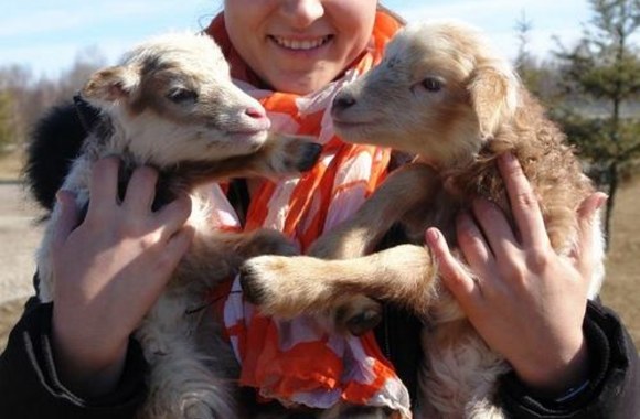 Bosų mini zoologijos sodo ėriukai