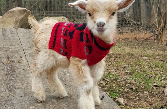 „Goats of Anarchy“ – fermoje kaip augintiniai Naujajame Džersyje laikomos ožkos 