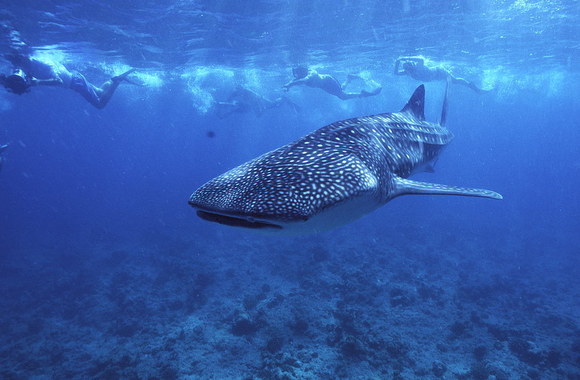 Viktorijos Sutkutės atostogų Filipinuose akimirka