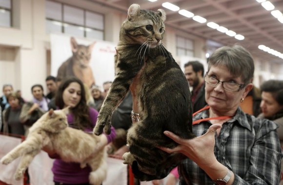 Amerikos riestaausių veislės katė