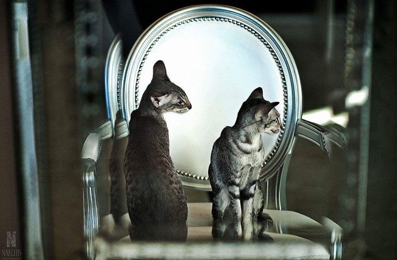 Dizainerio Liutauro Salasevičiaus katės - kūrybos įkvėpėjos