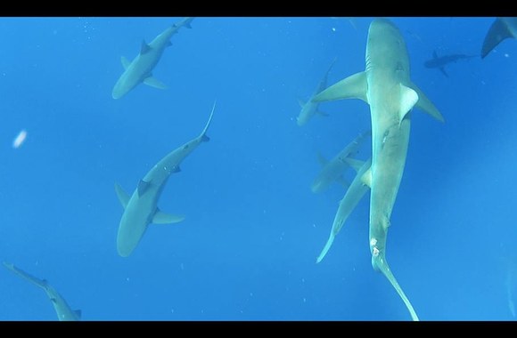 Matas Niparavičius išbandė nardymą su rykliais 