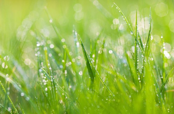 Rasos lašeliai žolėje