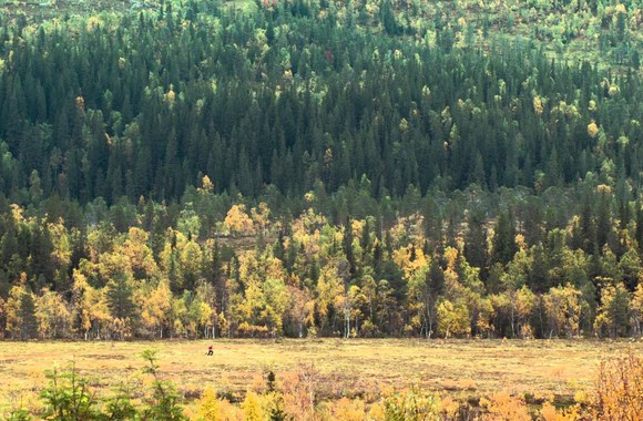 out-of-nature-mot-naturen-a-film-by-ole-giaever-trailer