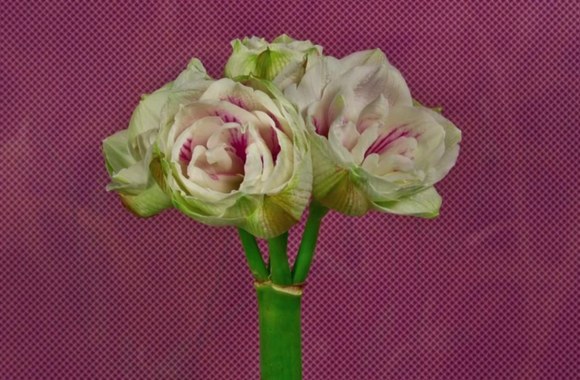 egle-jakstyte-ir-zilvinas-zvagulis-langai