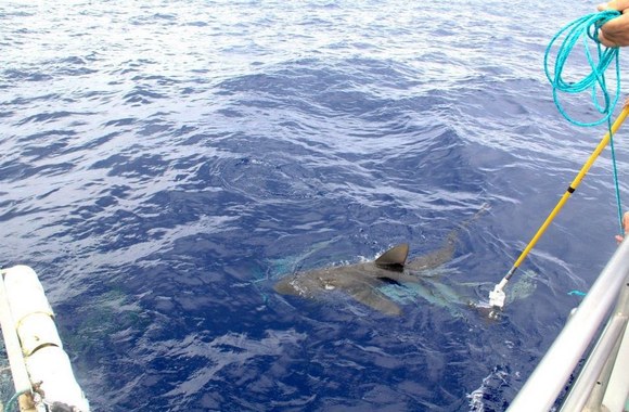 Rihannos atostogos Havajuose