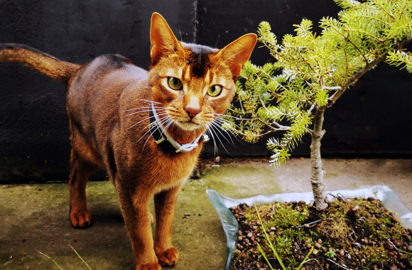 Viktoro Dailidėno bonsų ir stiklo vazonų paroda „Stiklas ir Gamta“ / Asmeninio albumo nuotr.