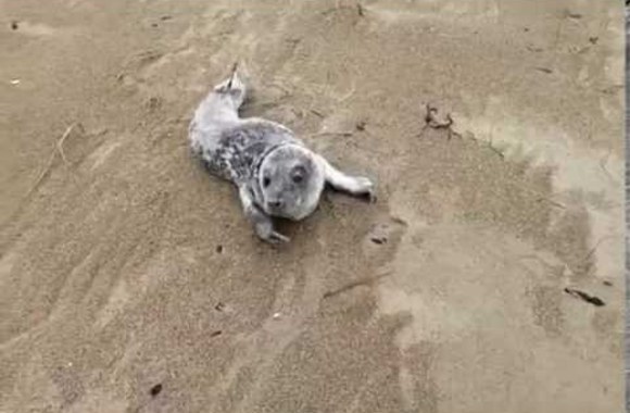 VIDEO kadras: PAPE new friend