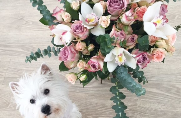 „Cukrinio kaspinėlio“ puokštės