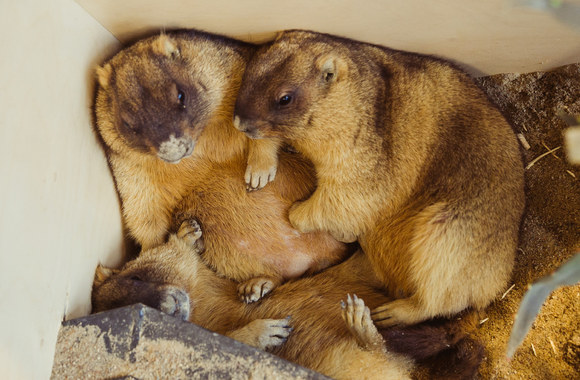 Vilniuje atidarytas zoologijos sodas