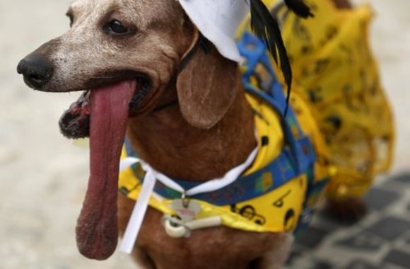 Šunų karnavalas Kopakabanos paplūdimyje 