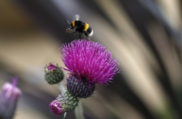 Čelsio gėlių paroda