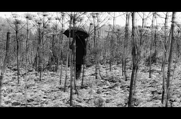 golden-parazyth-ant-pasaulio-krasto