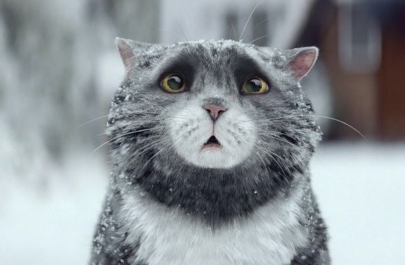sainsburys-official-christmas-advert-2015-mogs-christmas-calamity
