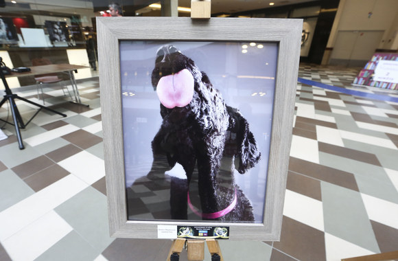 Parodos „Laimingas šuo“ atidarymas