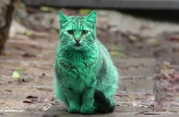 VIDEO kadras: Žalias katinas