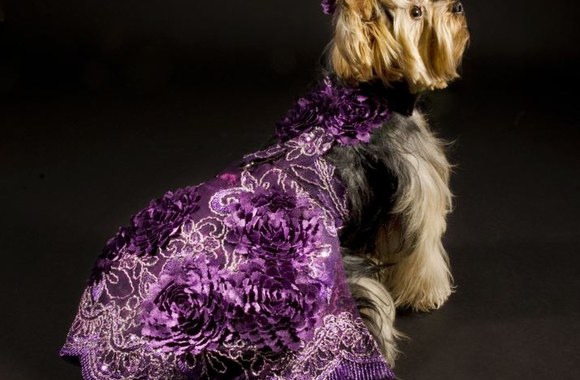 Dizainierio Anthony Rubioso kurta šunų rūbų kolekcija