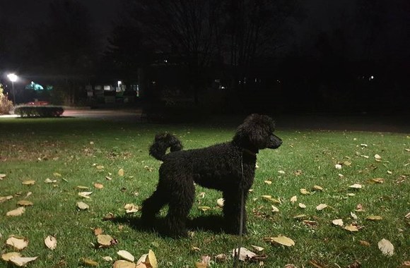 Maksas Melmanas su augintine Leksi / Asmeninio albumo nuotr.