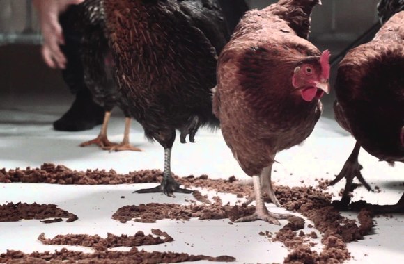 restaurant-day-for-chickens