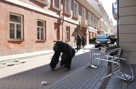 Gorila Vilniuje