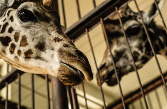 Naujoji žirafų pora Lietuvos zoologijos sode – senbūvis Gudrutis ir naujokas Nafaris