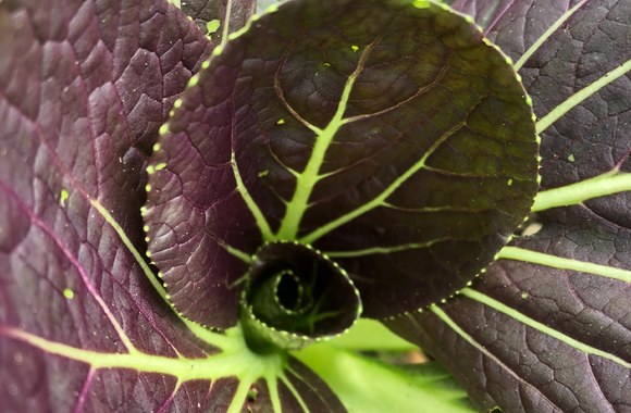 Eglės Valadkevičiūtės darželis 