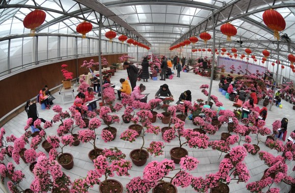 Azalijų paroda Kinijoje