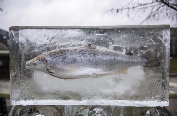 Ledo skulptūros lašišai atidengimas 