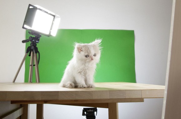 J. Seguros kačiukas Napoleonas