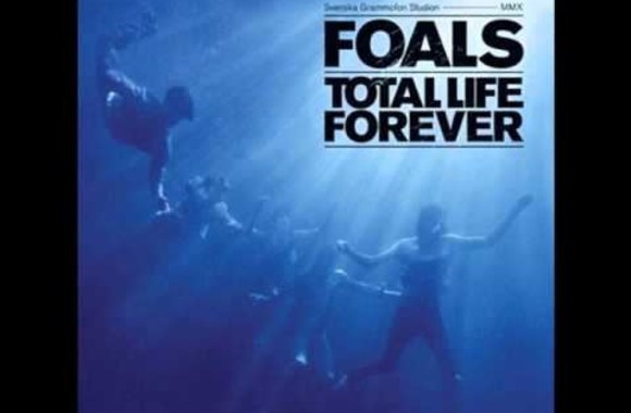 foals-black-gold