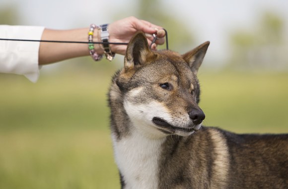 Liepos Norkevičienės šuo Riku